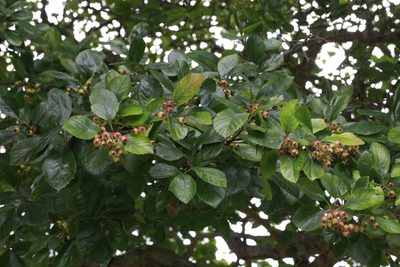 Crataegus persimilis, photographed by Stephen James McWilliam