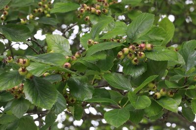 Crataegus persimilis, photographed by Stephen James McWilliam