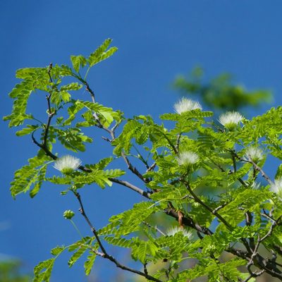 Hesperalbizia occidentalis, photographed by Bill Levine