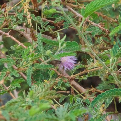 Mimosa tricephala, photographed by Bill Levine