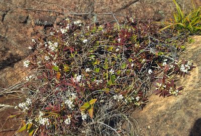 Leucopogon xerampelinus, photographed by Peter de Lange