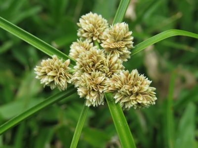 Cyperus luzulae, photographed by Diogo Luiz