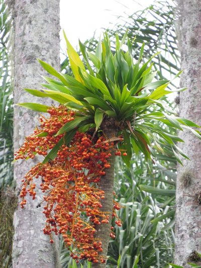 Dracaena arborea, photographed by Diogo Luiz