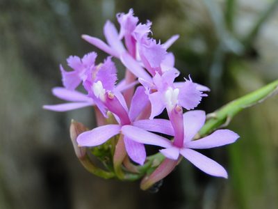 Epidendrum denticulatum, photographed by Diogo Luiz