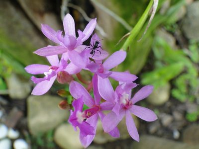 Epidendrum denticulatum, photographed by Diogo Luiz
