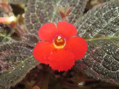 Episcia cupreata, photographed by Diogo Luiz