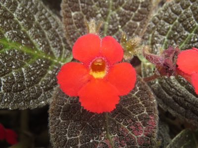 Episcia cupreata, photographed by Diogo Luiz
