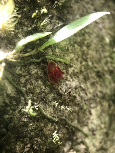 Lepanthes caritensis, photographed by Serenella Linares