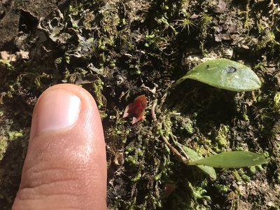 Lepanthes caritensis, photographed by Serenella Linares