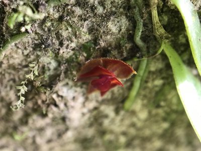 Lepanthes caritensis, photographed by Serenella Linares