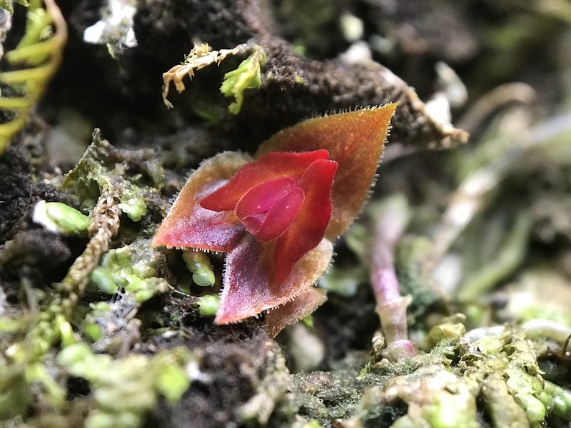 Lepanthes caritensis, photographed by Serenella Linares