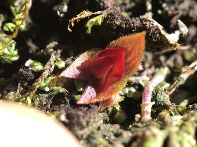 Lepanthes caritensis, photographed by Serenella Linares