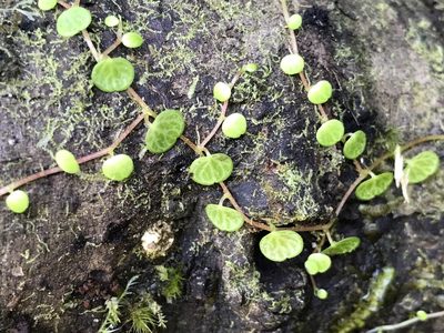 Peperomia emarginella, photographed by Serenella Linares