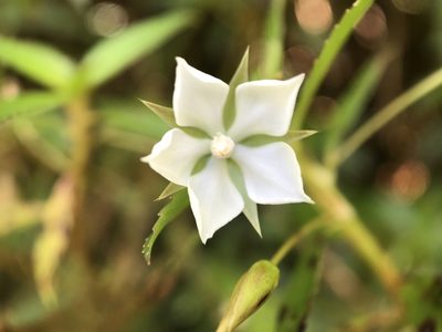 Sauvagesia erecta, photographed by Serenella Linares