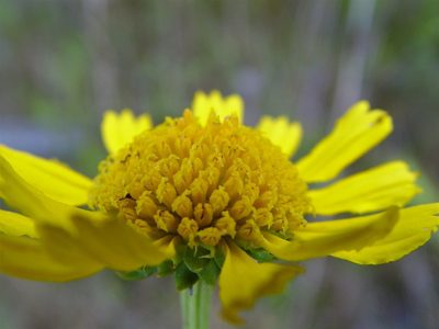 Balduina uniflora, photographed by Patty Mitchum