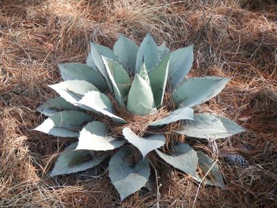 Agave ovatifolia, photographed by Bere Mata