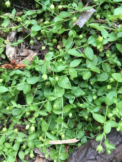 Stellaria crispa, photographed by Matt Berger