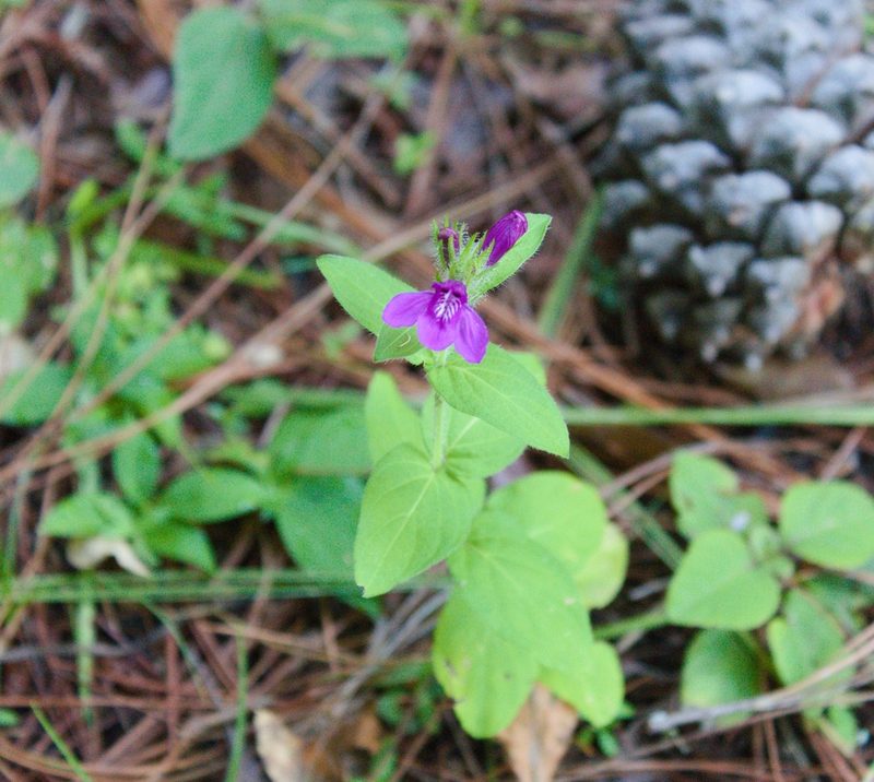 Justicia clinopodium, photographed by ELOYJIMENEZ13