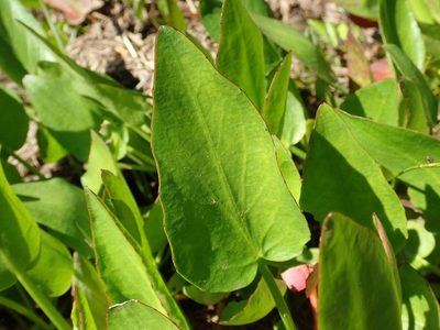 Liparophyllum exaltatum, photographed by coenobita