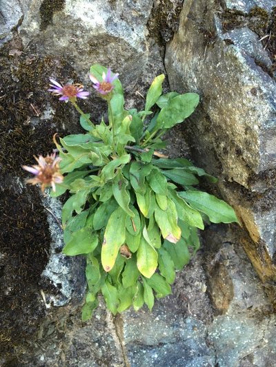 Erigeron leibergii, photographed by Matt Berger