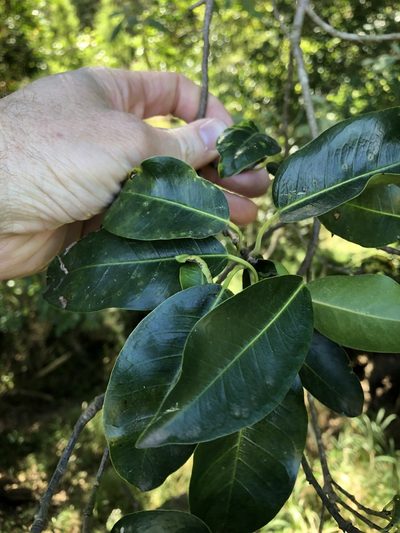 Ficus obliqua, photographed by Greg Tasney