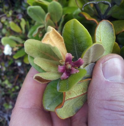 Pittosporum serpentinum, photographed by Peter de Lange