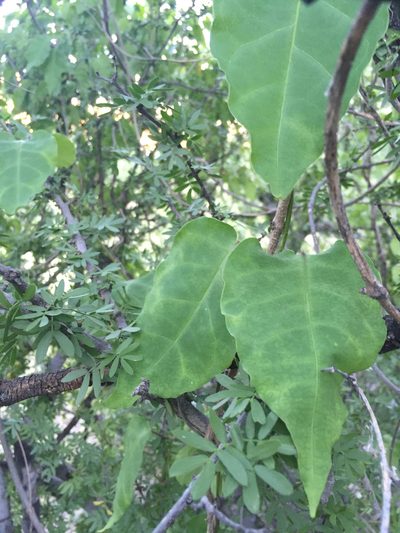 Ruehssia edulis, photographed by Enrique Martínez Núñez
