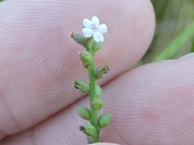 Verbena scabra, photographed by Sam Kieschnick