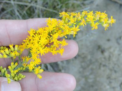 Solidago juliae, photographed by Sam Kieschnick