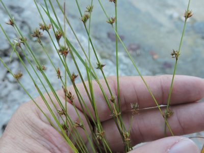 Scleria verticillata, photographed by Sam Kieschnick