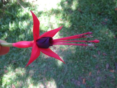 Fuchsia regia, photographed by Diogo Luiz