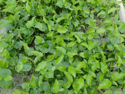 Gallesia integrifolia, photographed by Diogo Luiz