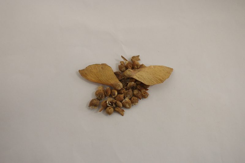 Gallesia integrifolia, photographed by Diogo Luiz