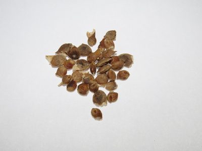 Gallesia integrifolia, photographed by Diogo Luiz