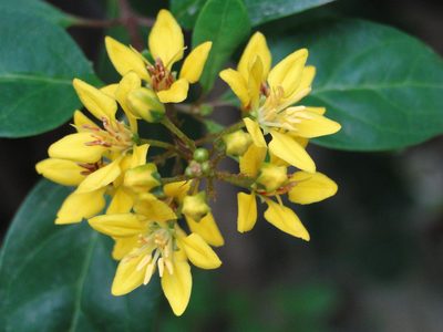 Galphimia gracilis, photographed by Diogo Luiz