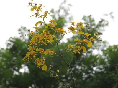 Gomesa flexuosa, photographed by Diogo Luiz