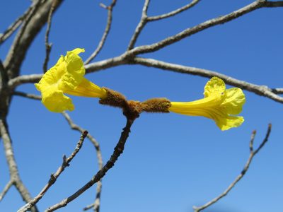 Handroanthus chrysotrichus, photographed by Diogo Luiz