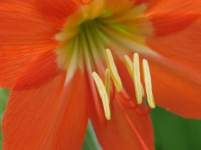 Hippeastrum puniceum, photographed by Diogo Luiz