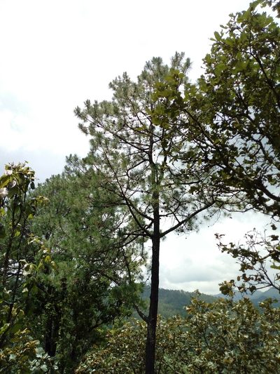 Pinus georginae, photographed by Dante S. Figueroa