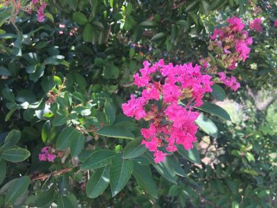 Lagerstroemia indica, photographed by Kim, Hyun-tae