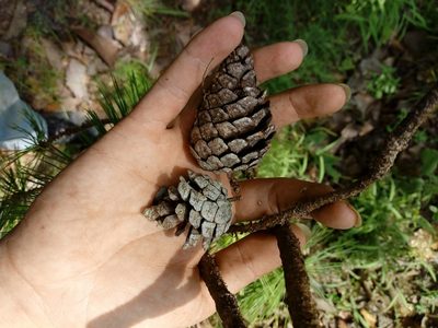 Pinus georginae, photographed by Dante S. Figueroa
