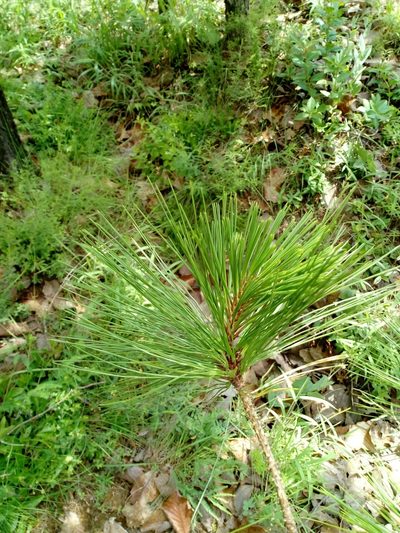 Pinus georginae, photographed by Dante S. Figueroa