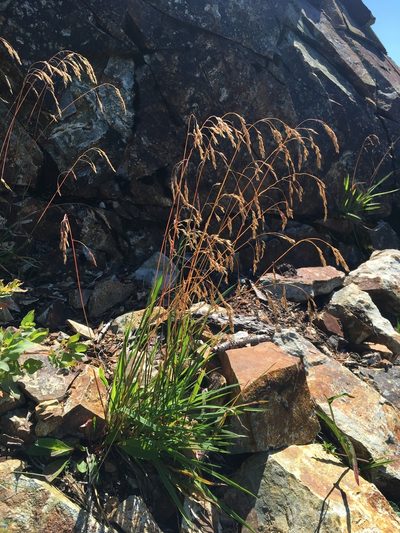 Vahlodea atropurpurea, photographed by Matt Berger