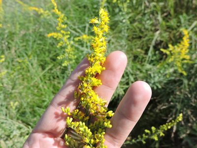 Solidago juliae, photographed by Sam Kieschnick