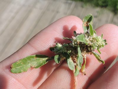 Amaranthus polygonoides, photographed by Sam Kieschnick