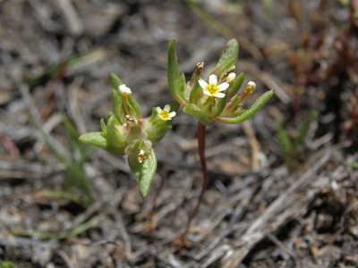 Gymnosteris parvula, photographed by Jim Morefield