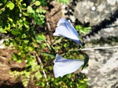 Gladiolus caeruleus, photographed by linkie