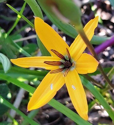 Pauridia linearis, photographed by linkie