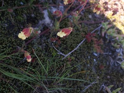 Hermannia litoralis, photographed by linkie