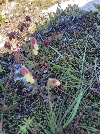Hermannia litoralis, photographed by linkie